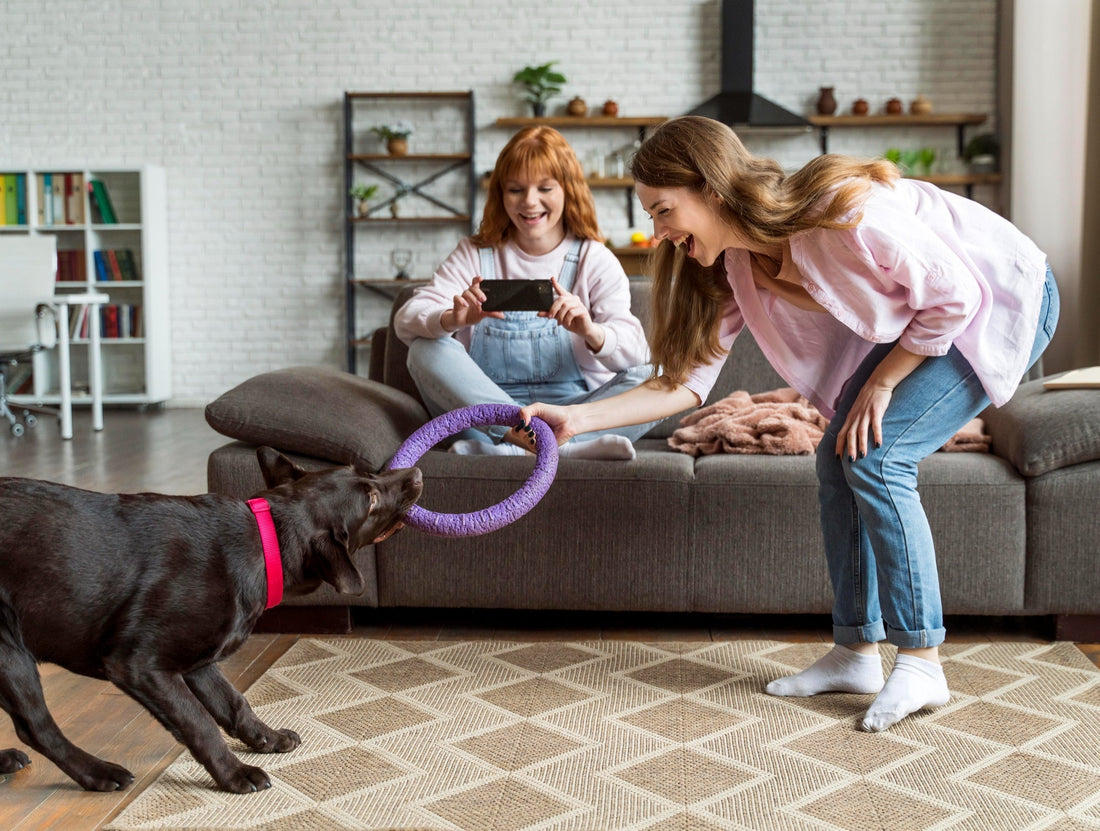 Play, Style, and Convenience: Choosing the Best Toys and Accessories for Pets
